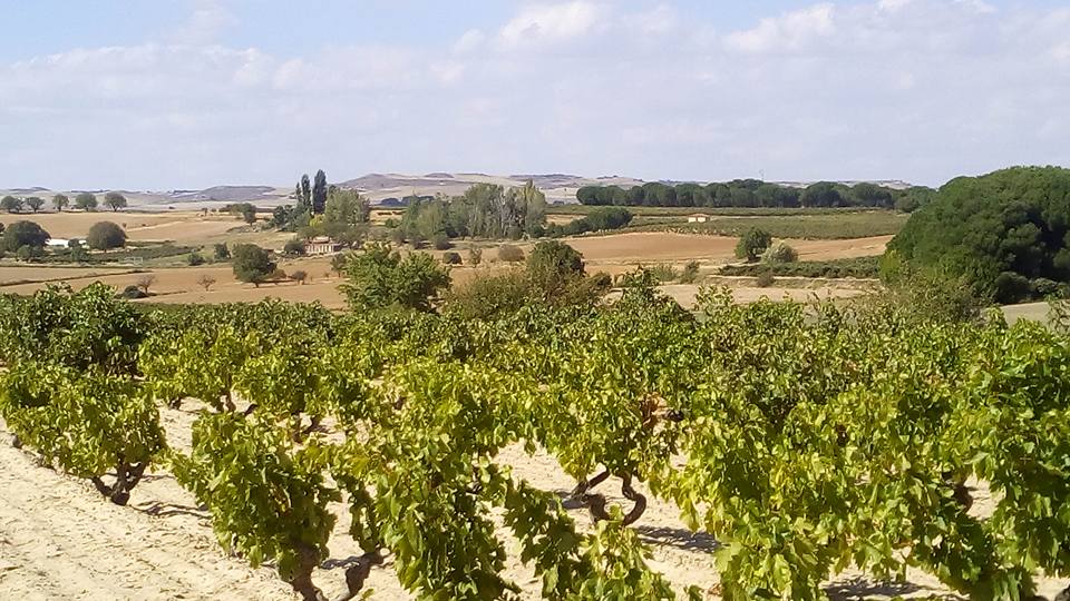 Bodegas Hercal winery in Castilla y León — cellar and vineyards (photo 1)