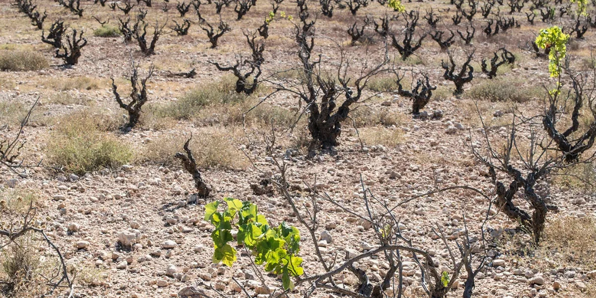 Vinhedo antigo afetado pela filoxera, com vinhas secas em solo rochoso.