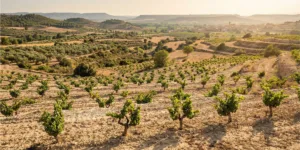 Paisagem de vinhedos de verão em Terra Alta destacando o cenário Homem e a Biosfera.