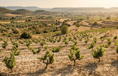 Terra Alta summer vineyard landscape highlighting Man and the Biosphere scenery.